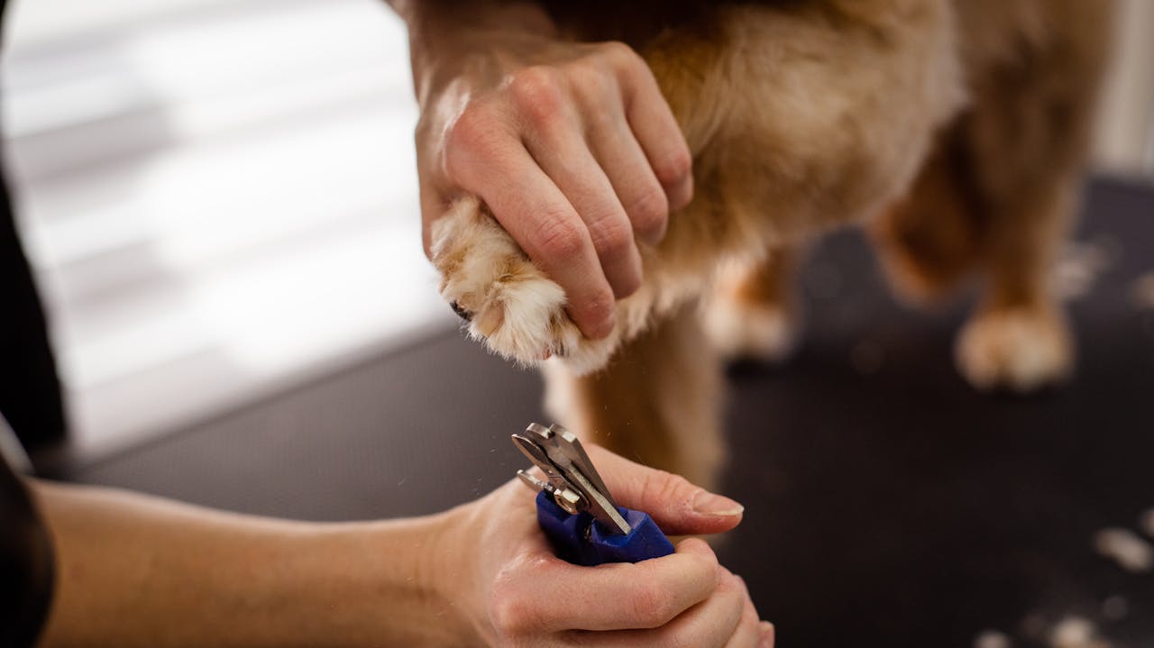 about-img-02 A close-up view of pet grooming focusing on a dog's paw being trimmed with special scissors, highlighting care and precision.