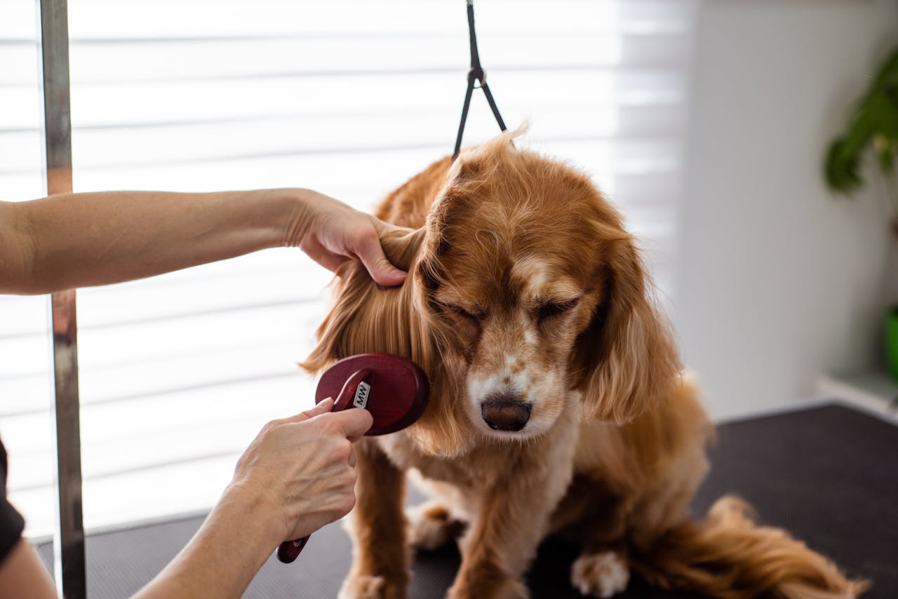 about-img A close-up of a Cocker Spaniel receiving grooming care indoors.