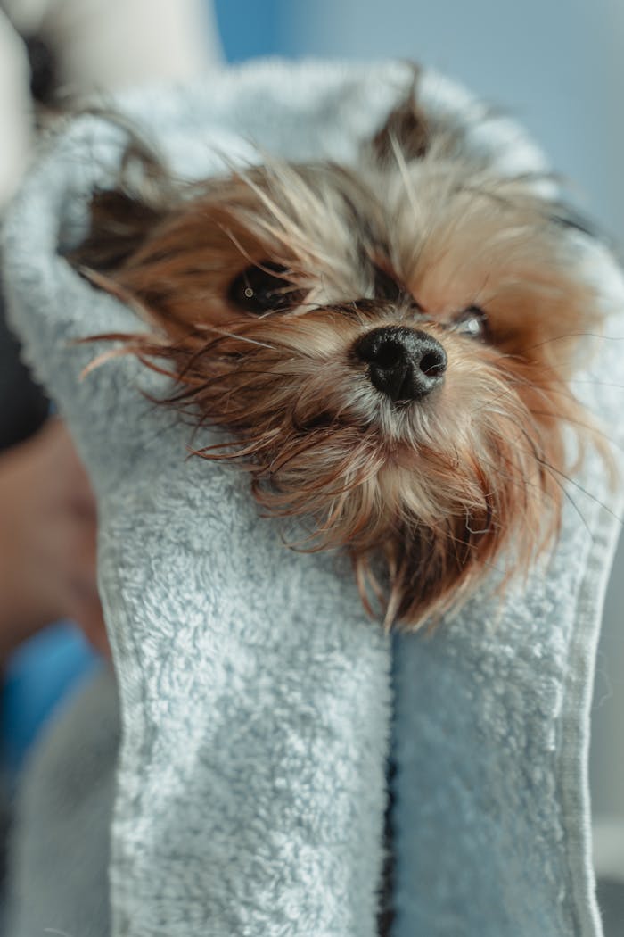 Cute Yorkshire Terrier puppy being dried with a towel indoors, showcasing its playful and gentle nature.