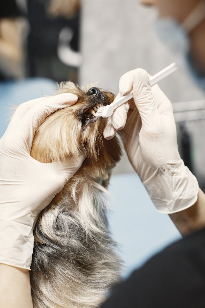 Veterinarian cleaning a small dog's teeth with gloves and toothbrush in a close-up shot.