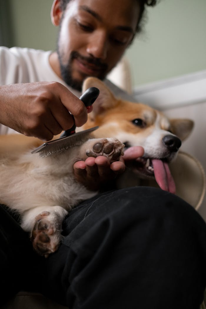 A man gently brushes a relaxed Corgi dog, showcasing pet care and bonding indoors.